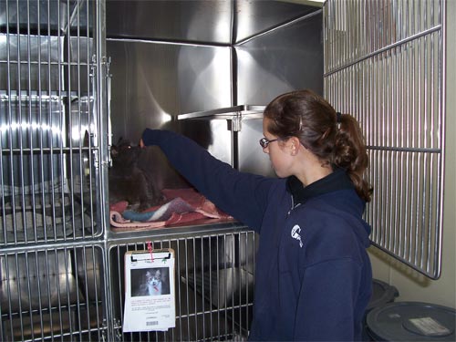 Animal Care & Control Volunteers. Animal Care & Control Volunteers.